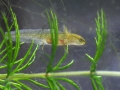 kleine-watersalamander-1000-jpg
