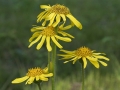 web-arnica-bloemen-jpg