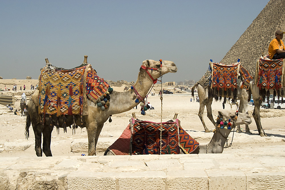 kamelen-jpg