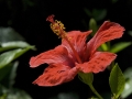 hibiscus-bloem-jpg