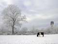 ponny-in-de-sneeuw-jpg
