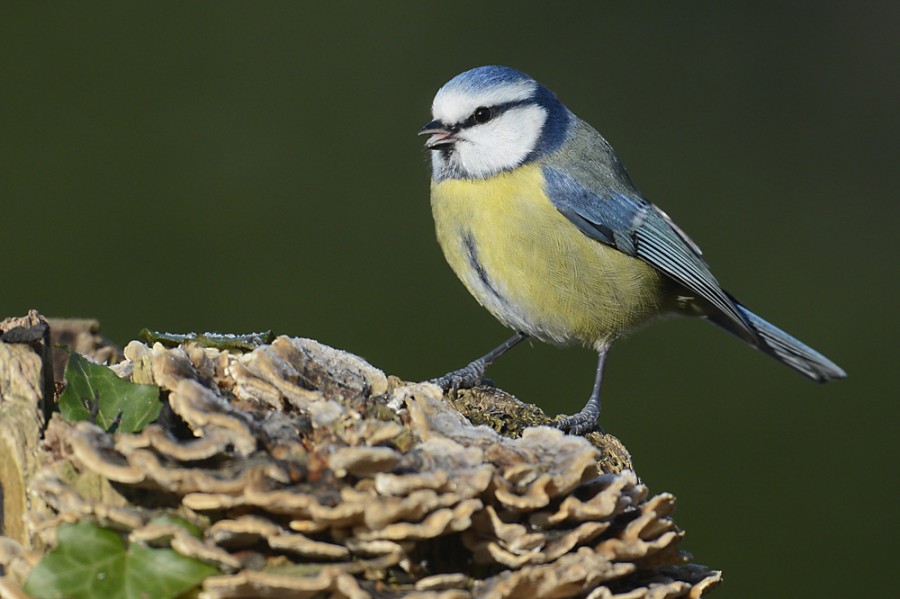 Vogels in de tuin Jan van der Knokke