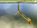 hele-larve-aan-wateropp-1000-jpg