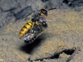 vliegende-bijen-1000-jpg