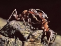 web-mieren-voeren-elkaar-jpg