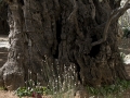 olijfboom-jpg