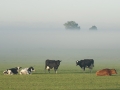 021-koeien-in-de-mist-jpg