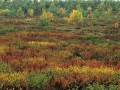 herfst-kleur-jpg