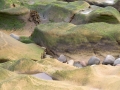 stenen-kust-web-jpg