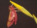 118-avondrood-vlinder-aan-gele-lis-web-jpg
